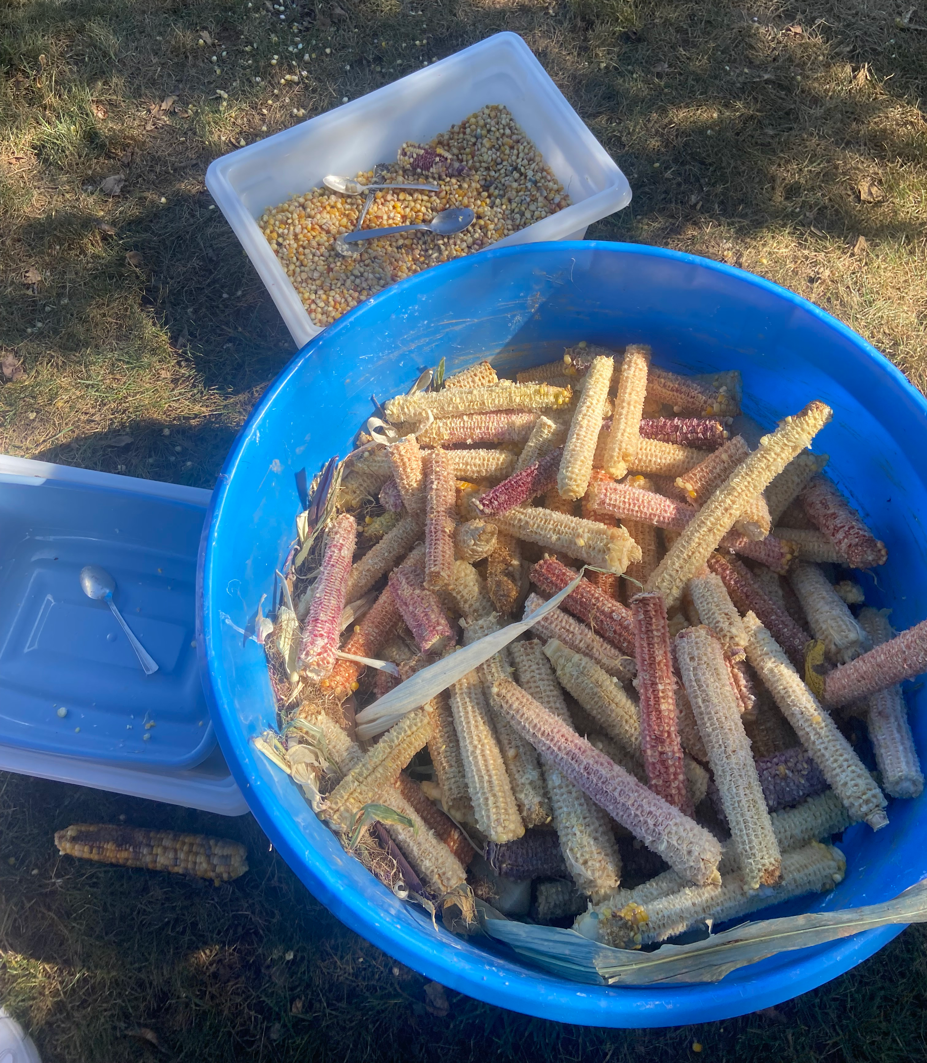 Corn harvest