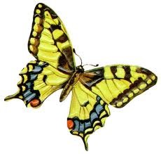 butterfly2