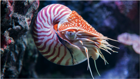 nautilus2