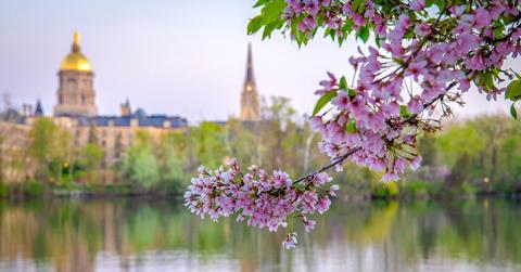 spring flowers overlooking the Dome